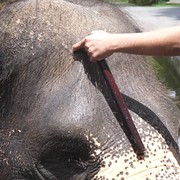 Eksploitasi Gajah untuk Turisme di Bali Viral, Ini yang Perlu Kamu Tahu