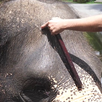 Eksploitasi Gajah untuk Turisme di Bali Viral, Ini yang Perlu Kamu Tahu