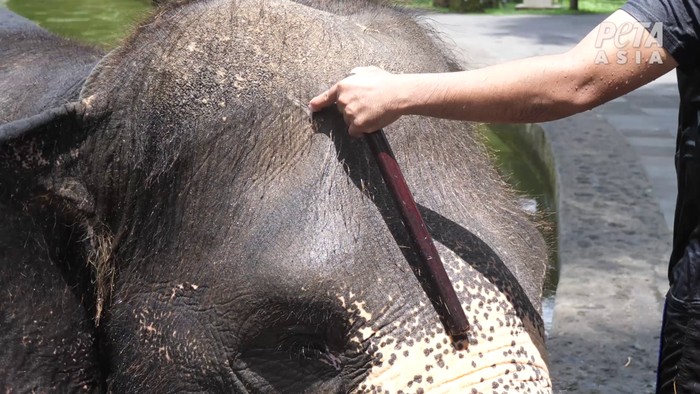 Eksploitasi Gajah untuk Turisme di Bali Viral, Ini yang Perlu Kamu Tahu