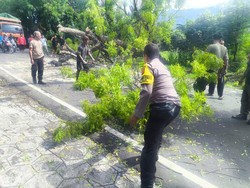 Pohon Tua Tumbang di Jalan Raya Singaraja-Gilimanuk, Lalin Macet 1 Jam