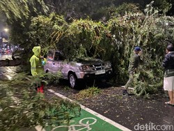Pohon Tumbang Timpa Mobil di Medan, Lalu Lintas Dialihkan