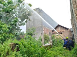 Tawon Vespa Raksasa di Pohon Jati 15 M Teror Warga Siman Ponorogo