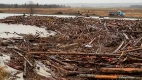 Gelondongan Kayu Penuhi Sungai di Washington AS yang Meluap usai Badai