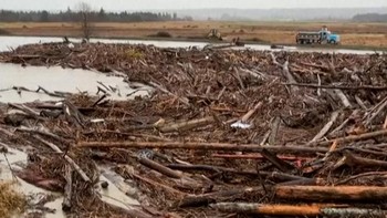 Gelondongan Kayu Penuhi Sungai di Washington AS yang Meluap usai Badai