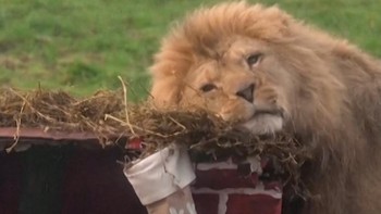 Kado Natal Lebih Awal untuk Para Penghuni Kebun Binatang Inggris