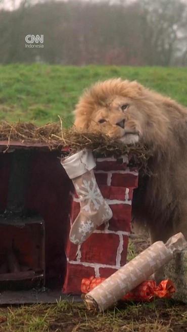 Kado Natal Lebih Awal untuk Para Penghuni Kebun Binatang Inggris