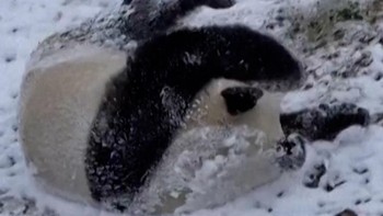 Panda Gemas Guling-Guling di Salju Nikmati Musim Dingin