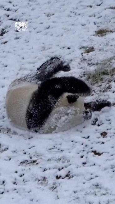 Panda Gemas Guling-Guling di Salju Nikmati Musim Dingin