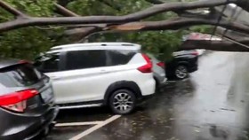 Hujan Badai, Pohon Tumbang Timpa 6 Mobil di Menteng