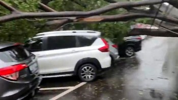 Hujan Badai, Pohon Tumbang Timpa 6 Mobil di Menteng
