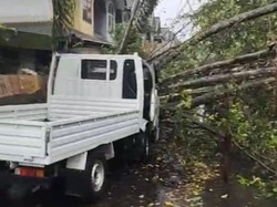 Pohon Tumbang Timpa Pikap Parkir di Pasar Mattirowalie Barru