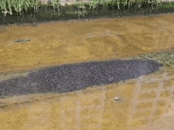 Warga Singapura Kaget Ribuan Lele Berenang-renang di Kanal Perumahan