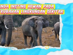 Video KuTips: Tanda-tanda Respons Hewan pada Perubahan Lingkungan
