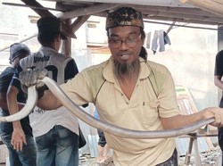 Kobra Jumbo Bersarang di Lantai Sedalam 70 Cm  di Klaten