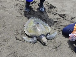 Penyu Lekang Lemas Terdampar di Pantai Glagah, Diduga Alami Radang Paru-Paru