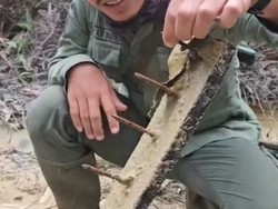 Video: Lagi-lagi! Ditemukan Ranjau Paku di Jalur Gajah TN Tesso Nilo