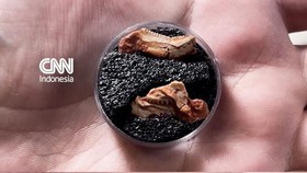 Fosil Anak Rhynchosaur Terkecil Ditemukan di Brasil