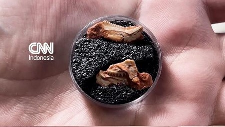 Fosil Anak Rhynchosaur Terkecil Ditemukan di Brasil