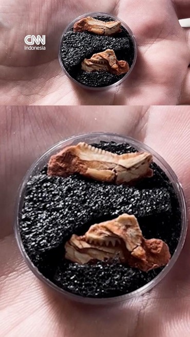 Fosil Anak Rhynchosaur Terkecil Ditemukan di Brasil