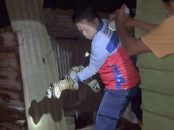Ular Sanca Mangsa Ternak Warga di Bogor, Dievakuasi Damkar