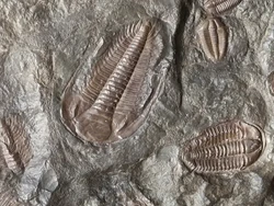 Ilmuwan Temukan Fosil Lengkap, Ternyata Mbah-nya Kepiting