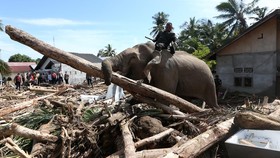 UNDP Masih Kaji Surat Permintaan Bantuan Penanganan Bencana dari Aceh
