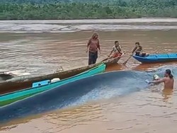 Heboh Ikan Paus 16 Meter Mati Usai Terdampar di Area Tambang Morowali Utara