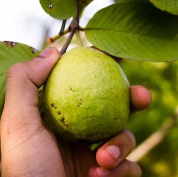 Rutin Konsumsi Jambu Biji, Ini Deretan Manfaatnya Bagi Kesehatan Tubuh!