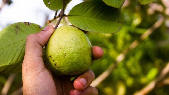 Rutin Konsumsi Jambu Biji, Ini Deretan Manfaatnya Bagi Kesehatan Tubuh!