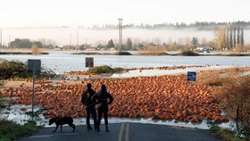 FOTO: Viral Fenomena Banjir Labu di Snohomish AS