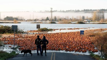 FOTO: Viral Fenomena Banjir Labu di Snohomish AS