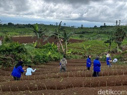 7 Hektare Kebun Teh Dialihfungsikan jadi Lahan Murbei di Sukabumi