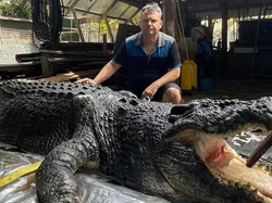 Terkuak! Ini Penyebab Kematian Buaya Raksasa Cassius