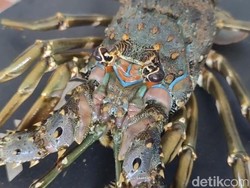 Geliat Budi Daya Lobster di Pangandaran Mulai Diperhitungkan
