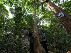 Apple dan WWF Selamatkan Hutan Bukit Tigapuluh, Rumah Harimau Sumatera