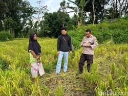 Apes! Tanaman Padi Milik Warga Jember Dipanen Pencuri