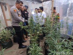Pertanian Ganja di Jombang Dikelola Profesional, Datangkan Biji dari Luar