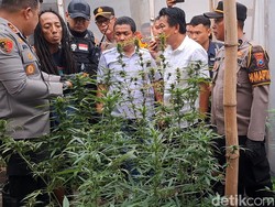 Terkuaknya Pertanian Ganja Tersembunyi dalam Rumah Kontrakan di Jombang