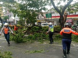 Diterpa Angin Kencang, Pohon Tumbang Timpa Mobil di Margonda Depok