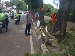 Pohon Tumbang di Cilandak Jaksel Timpa Pemotor, 2 Orang Dilarikan ke RS