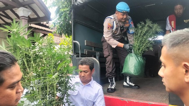 Polisi menangkap R (43) di Jombang karena membudidayakan ganja. Dia diduga sempat menjual hasil panennya tersebut.