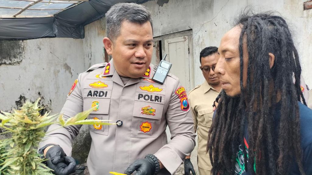 Polisi Sebut Penanam Ganja di Jombang Beli Bibit dari London