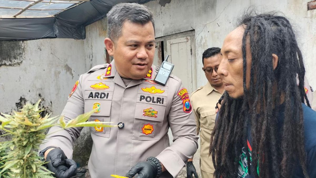 Polisi Gerebek Kontrakan Jadi Greenhouse Budidaya Ganja di Jombang