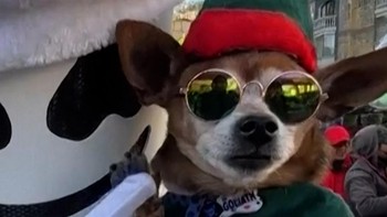 Gemasnya Puluhan Anabul Ikut Parade Berkostum Natal di Bolivia