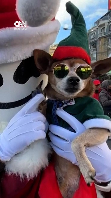 Gemasnya Puluhan Anabul Ikut Parade Berkostum Natal di Bolivia