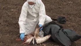 Wabah Flu Burung Terdeteksi pada Burung Liar di Spanyol