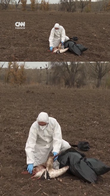 Wabah Flu Burung Terdeteksi pada Burung Liar di Spanyol