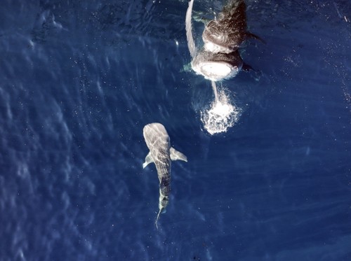 Teluk Saleh Terindikasi Jadi Tempat 'Bersalin' Hiu Paus, Ini Temuannya