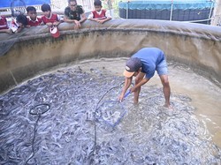 BNPT Dorong Budidaya Lele Bioflok di Desa Siapsiaga Jamblang Cirebon
