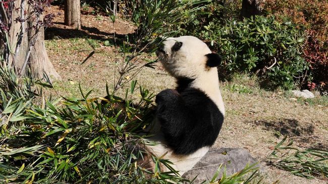 Sehari setelah berita pemulangan dua panda raksasa terakhir Jepang ke China tersiar, ribuan penggemar memadati Kebun Binatang Ueno di Tokyo, Jepang.